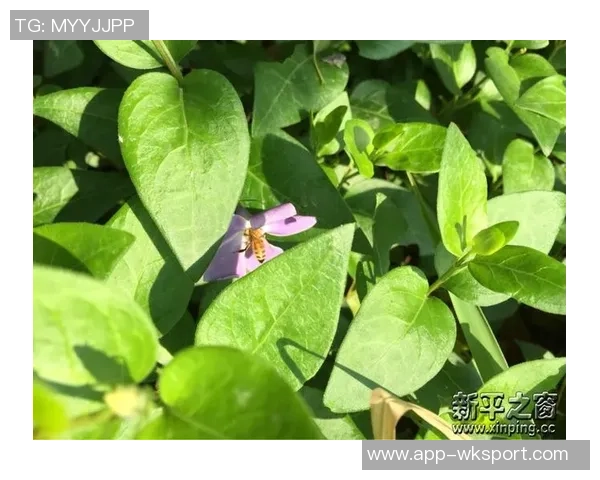 温州九牧足球公园：打造城市绿色运动空间与社区交流新地标